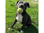 Adopt Kane a Cattle Dog, American Staffordshire Terrier