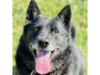 Adopt Naga a Eskimo Dog