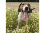 Adopt Walker a Treeing Walker Coonhound