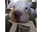 Adopt Finnegan a Shar-Pei