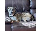 Adopt King 2 a American Staffordshire Terrier, Mixed Breed