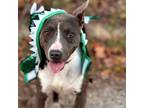 Adopt Kree a Cattle Dog, American Staffordshire Terrier