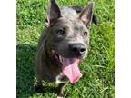 Adopt Kaazar a Cattle Dog, American Staffordshire Terrier