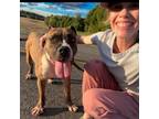 Adopt Meatloaf a American Staffordshire Terrier, Mixed Breed
