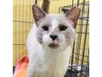 Adopt Kenya a Siamese, Domestic Short Hair