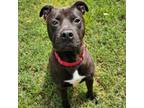 Adopt Brad Pitt a American Staffordshire Terrier