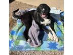 Adopt John a Great Pyrenees, American Staffordshire Terrier