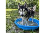 Adopt Journey a Siberian Husky