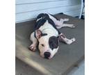 Adopt Lincoln a Mixed Breed