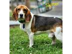 Adopt Skitter a Beagle