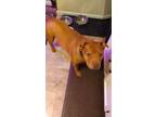 Adopt Bristol a Pit Bull Terrier, American Staffordshire Terrier
