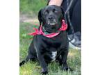 Adopt Bandit (foster) a Beagle, Terrier