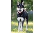 Adopt Trooper a German Shepherd Dog, Mixed Breed