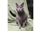 Adopt Atticus a Domestic Short Hair
