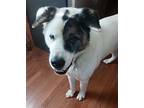 Adopt Ninja a Akita, Mixed Breed