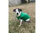Adopt Lucky+~ a Jack Russell Terrier
