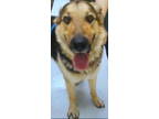 Adopt Matt McFries 58343 a German Shepherd Dog