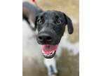 Adopt Clifton a Labrador Retriever