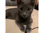 Adopt Greyling a Domestic Short Hair