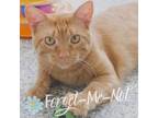 Adopt Mac a Domestic Short Hair