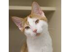 Adopt Ridge a Domestic Short Hair