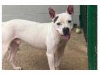 Adopt Taz 23D-0239 a Bull Terrier