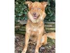 Adopt Monty a Siberian Husky