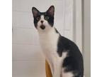 Adopt Cow a Domestic Short Hair