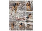 Adopt Telly a Hound, Husky