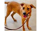 Adopt Mavi a Yellow Labrador Retriever, Black Mouth Cur