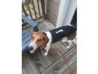 Adopt Sawyer a Treeing Walker Coonhound