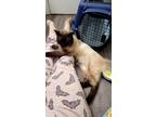 Adopt Shlomo a Siamese, Domestic Short Hair