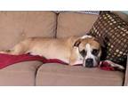 Adopt Gully a Boxer