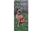 Adopt Travis a Boxer