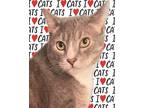 Adopt NICHOLAS a Domestic Short Hair, Tabby