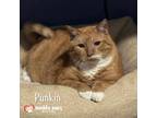 Adopt Punkin a Domestic Short Hair