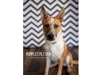 Adopt Rumpelstiltskin a Australian Cattle Dog / Blue Heeler