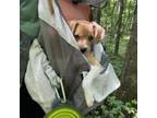 Adopt Morgan Earp a Australian Shepherd, Beagle