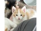 Adopt Ralphie a American Shorthair
