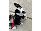Adopt Wally a Border Collie, Pit Bull Terrier