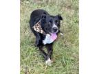 Adopt Duke a Border Collie, Labrador Retriever