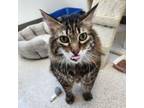 Adopt Lucky a Domestic Long Hair