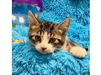 Adopt Pedro a Tabby, Domestic Short Hair