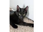 Adopt Steve a Domestic Short Hair, American Shorthair
