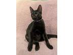 Adopt Tony a Domestic Short Hair, American Shorthair