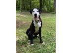 Adopt Teddy a Great Dane