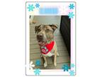 Adopt Elwood a Mixed Breed, Labrador Retriever