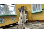 Adopt Benny a Siamese