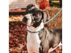 Adopt Oreo a Pit Bull Terrier, Black Labrador Retriever
