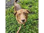 Adopt McLaren a Labrador Retriever